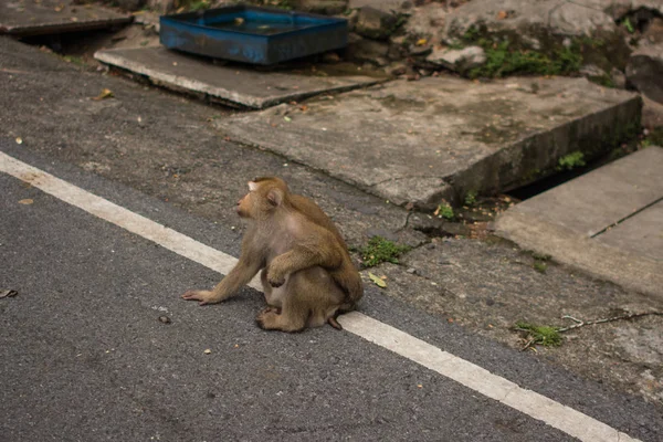 タイのジャングルで猿. — ストック写真