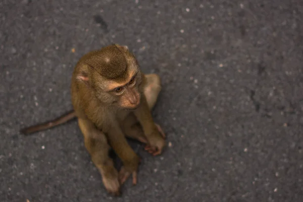 Apa i djungeln Thailand. — Stockfoto