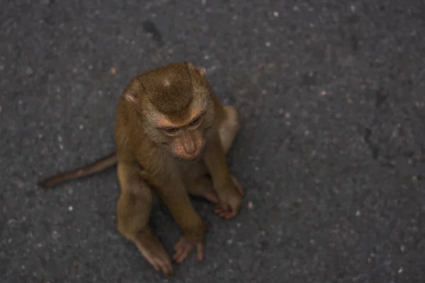 Μαϊμού στη ζούγκλα Ταϊλάνδη. — Φωτογραφία Αρχείου