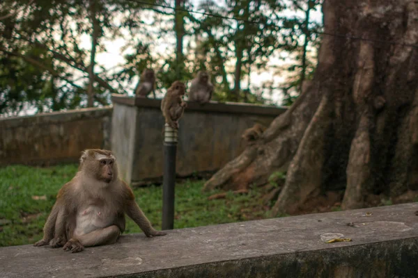 Macaco na selva Tailândia . — Fotografia de Stock