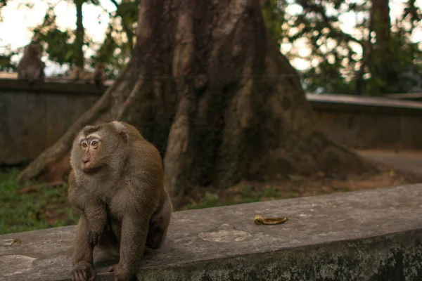 Mono en la selva Tailandia . — Foto de Stock