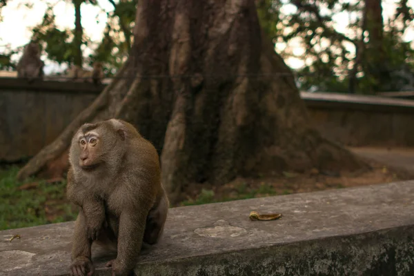 Mono en la selva Tailandia . —  Fotos de Stock