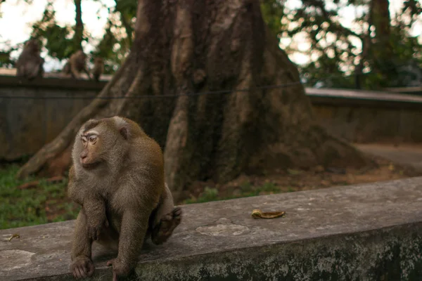 Małpa w dżungli Tajlandia. — Zdjęcie stockowe