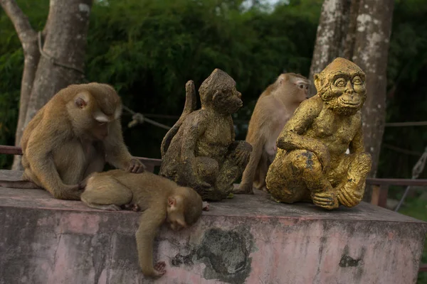 Mono en la selva Tailandia . — Foto de Stock