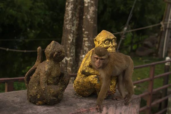 Macaco na selva Tailândia . — Fotografia de Stock