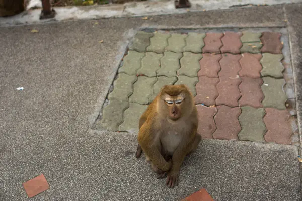 Scimmia nella giungla Thailandia . — Foto Stock