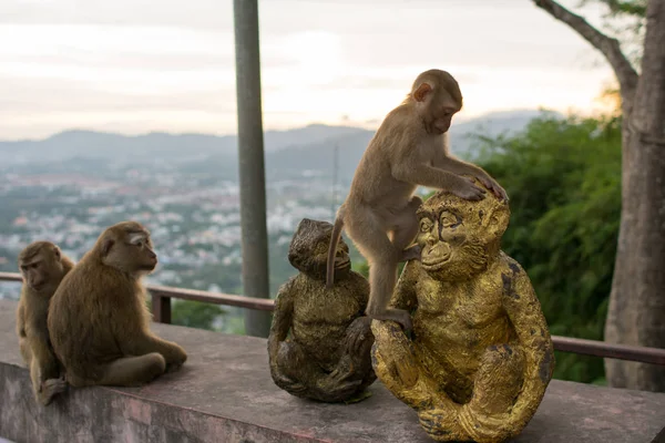 Mono en la selva Tailandia . — Foto de Stock