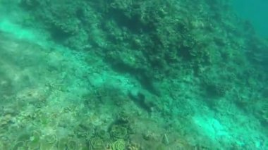 tropik adada şnorkel