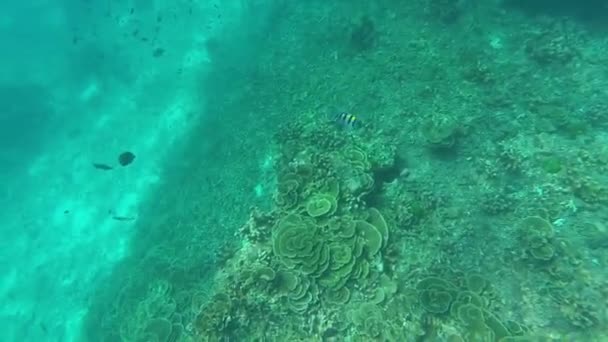 Snorkeling Nell Isola Tropicale — Video Stock