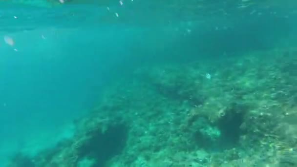 Snorkeling Nell Isola Tropicale — Video Stock
