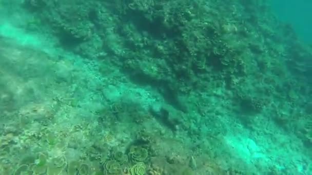 Snorkeling Nell Isola Tropicale — Video Stock