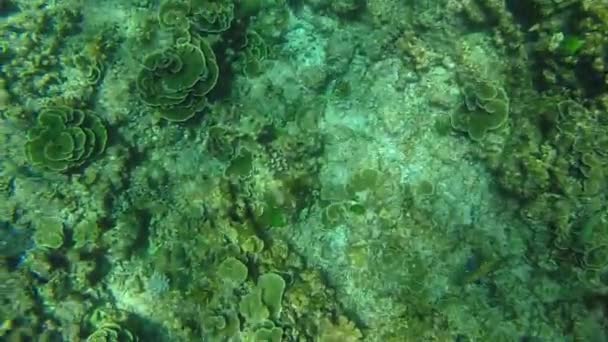 Snorkeling Nell Isola Tropicale — Video Stock