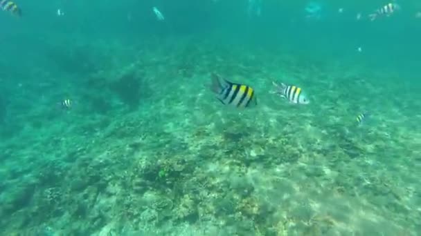 Snorkelen Het Tropische Eiland — Stockvideo