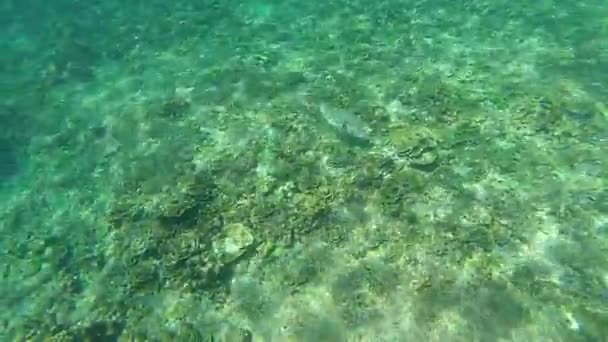 Snorkeling Nell Isola Tropicale — Video Stock