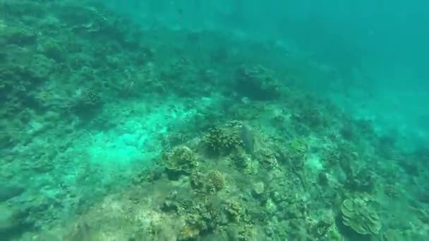 Snorkeling Nell Isola Tropicale — Video Stock