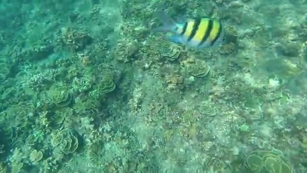 Snorkeling Nell Isola Tropicale — Video Stock