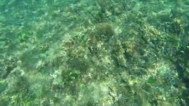 Сноркелинг Море — стоковое видео