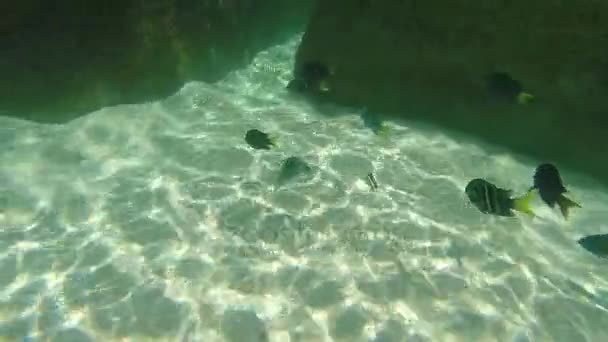 Plongée Apnée Dans Mer — Video