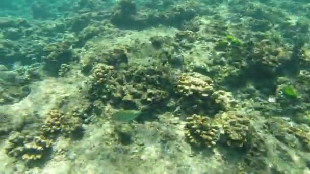 Buceo Mar — Vídeo de stock