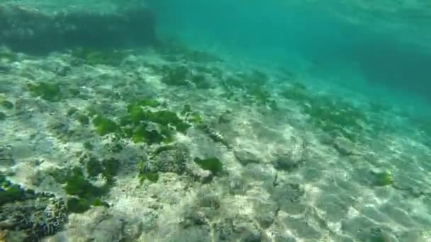 Plongée Apnée Dans Mer — Video