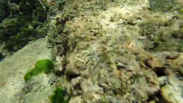 Сноркелинг Море — стоковое видео