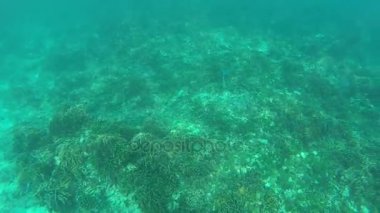 Denizi Şnorkelle Dalma