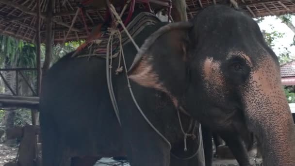 Διατροφή Ελέφαντας Στο Αγρόκτημα — Αρχείο Βίντεο
