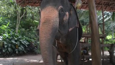 Çiftlikte fil besleme