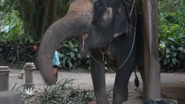 Alimentando Elefante Fazenda — Vídeo de Stock