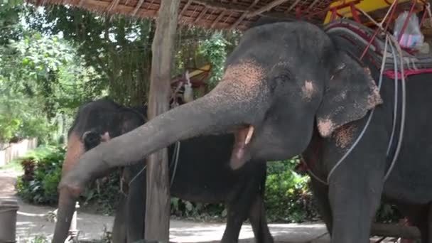 Alimentando Elefante Fazenda — Vídeo de Stock