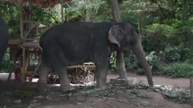 Çiftlikte fil besleme