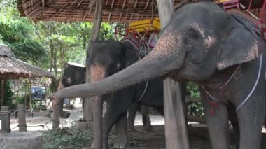 Çiftlikte fil besleme