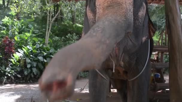 Utfodring Elefanten Gården — Stockvideo