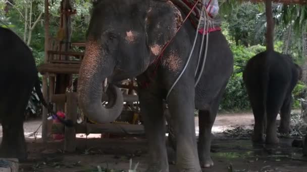 Nourrir l'éléphant à la ferme 