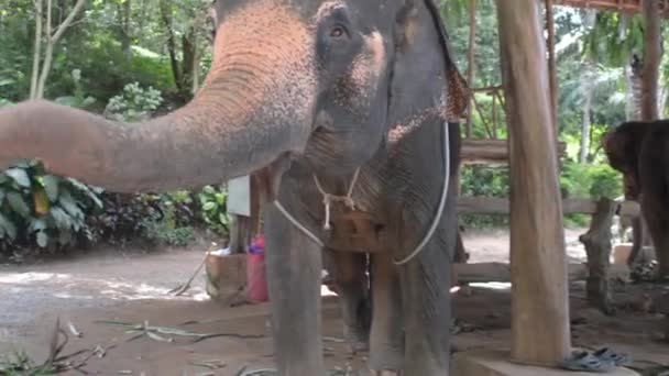 Fille nourrir les éléphants 