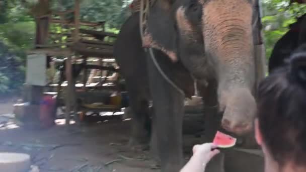 Chica Alimentando Los Elefantes — Vídeo de stock