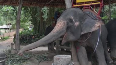 Çiftlikte fil besleme