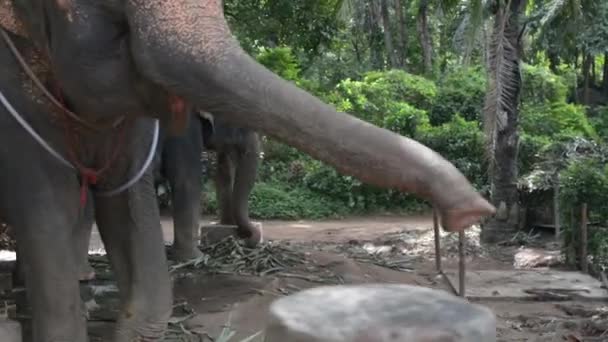 Girl Feeding Elephants — Stock Video