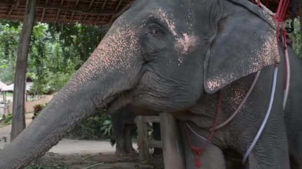 Διατροφή Ελέφαντας Στο Αγρόκτημα — Αρχείο Βίντεο