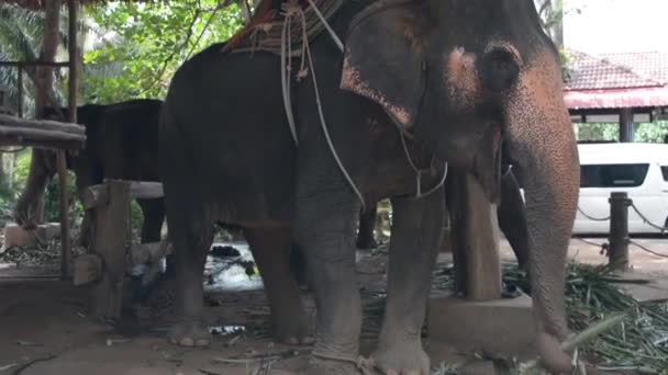 Alimentar Elefante Granja — Vídeos de Stock