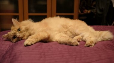 Kırmızı kedi pençeleri, ileri gergin bacakları, tekir kedi, Evcil Hayvan, yırtıcı hayvan, pembe bir battaniye var, uykulu, çekerek bir yatağa kedinin ağız, yatakta, kalın kırmızı kedi yakın çekim uykuya yatıyor.