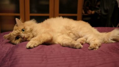 Kırmızı kedi pençeleri, ileri gergin bacakları, tekir kedi, Evcil Hayvan, yırtıcı hayvan, pembe bir battaniye var, uykulu, çekerek bir yatağa kedinin ağız, yatakta, kalın kırmızı kedi yakın çekim uykuya yatıyor.