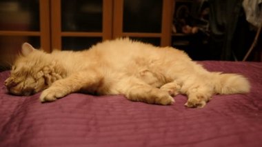 Kırmızı kedi pençeleri, ileri gergin bacakları, tekir kedi, Evcil Hayvan, yırtıcı hayvan, pembe bir battaniye var, uykulu, çekerek bir yatağa kedinin ağız, yatakta, kalın kırmızı kedi yakın çekim uykuya yatıyor.