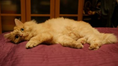 Kırmızı kedi pençeleri, ileri gergin bacakları, tekir kedi, Evcil Hayvan, yırtıcı hayvan, pembe bir battaniye var, uykulu, çekerek bir yatağa kedinin ağız, yatakta, kalın kırmızı kedi yakın çekim uykuya yatıyor.