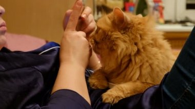 Kırmızı kedi pençeleri, ileri gergin bacakları, tekir kedi, Evcil Hayvan, yırtıcı hayvan, pembe bir battaniye var, uykulu, çekerek bir yatağa kedinin ağız, yatakta, kalın kırmızı kedi yakın çekim uykuya yatıyor.