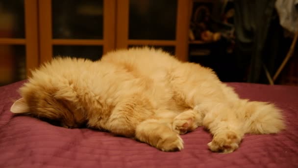 赤猫眠そうな ピンクの毛布の上足 脚を前に伸ばし トラ猫 ペット 獣の獲物を引いてベッドの上厚赤猫のクローズ アップのベッドで眠りに落ちる猫の口の中にあります — ストック動画