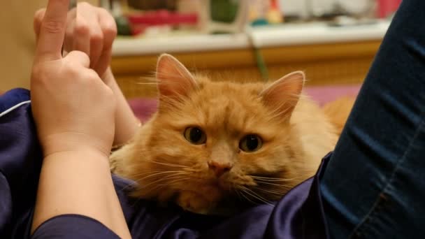 Червоний Кіт Лежить Ліжку Потягнувши Лапи Ноги Вперед Розтягується Таббі — стокове відео