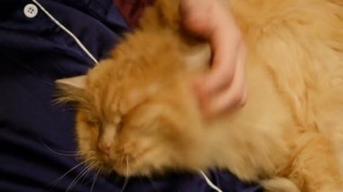 Kırmızı kedi pençeleri, ileri gergin bacakları, tekir kedi, Evcil Hayvan, yırtıcı hayvan, pembe bir battaniye var, uykulu, çekerek bir yatağa kedinin ağız, yatakta, kalın kırmızı kedi yakın çekim uykuya yatıyor.