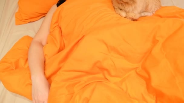 女の子はベッドの上の猫と寝ています — ストック動画