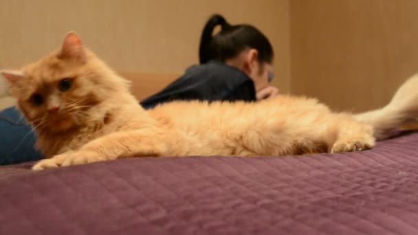 Red Cat Vira Cabeça Agudamente Para Lado Gato Surpreso Deitado — Vídeo de Stock